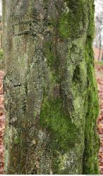 Photo Textures of Tree Bark